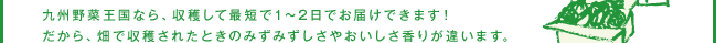 九州野菜王国なら、収穫して最短で1～2日でお届けできます！だから、畑で収穫されたときのみずみずしさやおいしさ香りが違います。