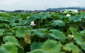 掘り取り、今昔物語