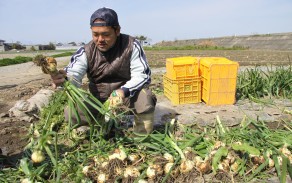 確かな品質を保持するために自分たちの目の届く範囲で栽培