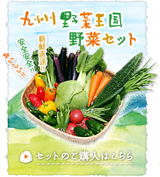 九州野菜セット商品一覧